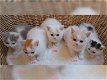 Britse korthaar!!kitten beschikbaar, - 0 - Thumbnail