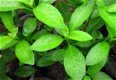 Plant van god, Gynura procombens - 1 - Thumbnail