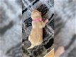 Blonde Labrador pups - 0 - Thumbnail