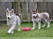 Siberische Husky pups - 0 - Thumbnail