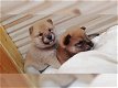 Shiba Inu pups - 0 - Thumbnail