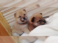 Shiba Inu pups