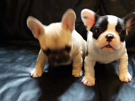 Twee Franse Blaue Bulldog Pups - 0