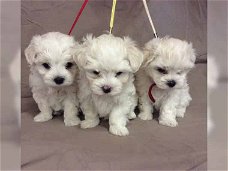 mini maltezer pups