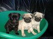 Sociale mopshond mops pupjes in huis opgegroeid - 0 - Thumbnail