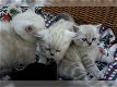 Brits Korthaar Kittens - 0 - Thumbnail