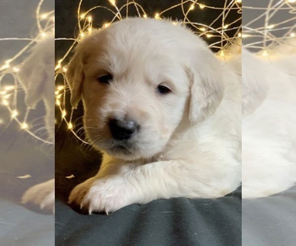 Golden Retriever-puppy's - nr. 1