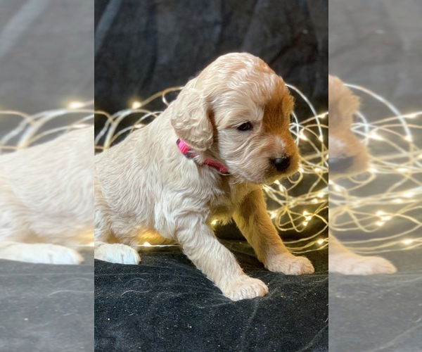 Golden Retriever-puppy's - Afbeelding 2