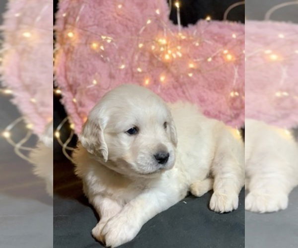 Golden Retriever-puppy's - Afbeelding 3