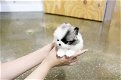 rondom prachtige Pommerse puppy's - 0 - Thumbnail