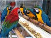 blauwe en gouden ara papegaaien plek om te herplaatsen. !!! - 0 - Thumbnail