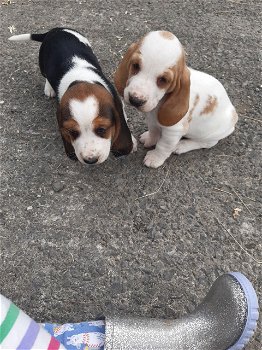 Mooie Basset Hound Puppies - 0