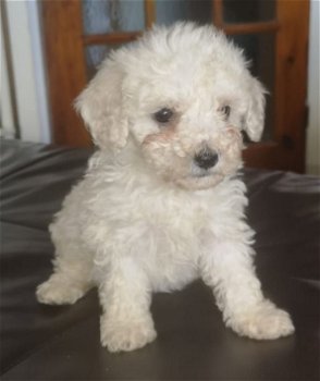 Bichon Frise-puppy's te koop, klaar om te gaan - 0