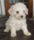 Bichon Frise-puppy's te koop, klaar om te gaan - 0 - Thumbnail