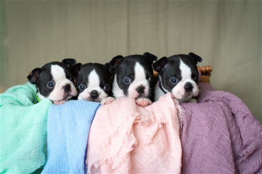 Boston Terriers-puppy's beschikbaar - 0
