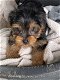 Yorkshire Terrier-puppy's - nu klaar !!! - 0 - Thumbnail