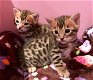 Zeer mooie Bengaalse kittens ! - 0 - Thumbnail