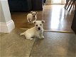 Mooi Nest Van West Highland Terrier Puppies - 0 - Thumbnail