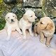 Mooie Golden Retriever Puppies - 0 - Thumbnail