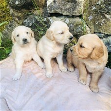 Mooie Golden Retriever Puppies
