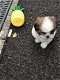 Mooie Shih-tzu Puppies - 0 - Thumbnail