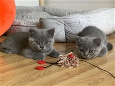 Prachtige Britse Korthaar Kittens