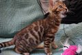 Stamboom Bengal Kittens, Tica geregistreerd - 0 - Thumbnail