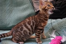 Stamboom Bengal Kittens, Tica geregistreerd