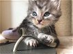 Mooie Maine Coon-kittens - 0 - Thumbnail