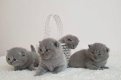 Mooie Schotse vouw blauwe Kittens - 0 - Thumbnail