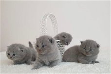 Mooie Schotse vouw blauwe Kittens