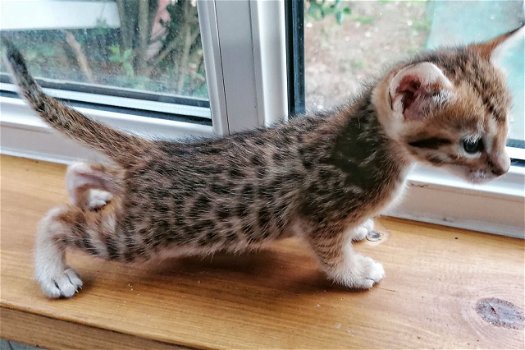 Mooie Savannah Kittens te koop - 0