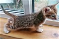 Mooie Savannah Kittens te koop - 0 - Thumbnail