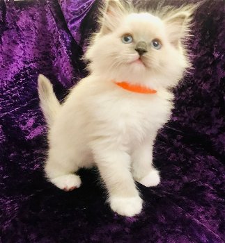 Mooie Pure Breed Ragdoll Gccf geregistreerde kittens. - 0