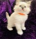 Mooie Pure Breed Ragdoll Gccf geregistreerde kittens. - 0 - Thumbnail