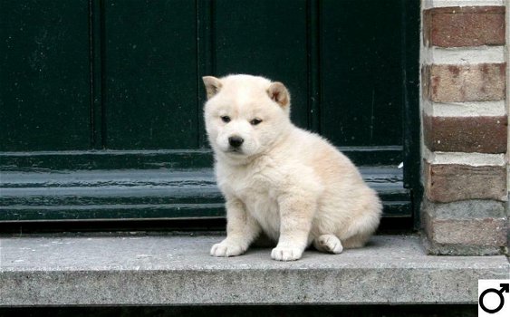 shiba inu pups zoeken thuis - 0