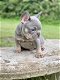 Franse bulldog-puppy's - 0 - Thumbnail