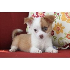 Adorables Chihuahua-puppy's