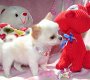 Adorables Chihuahua-puppy's - 0 - Thumbnail