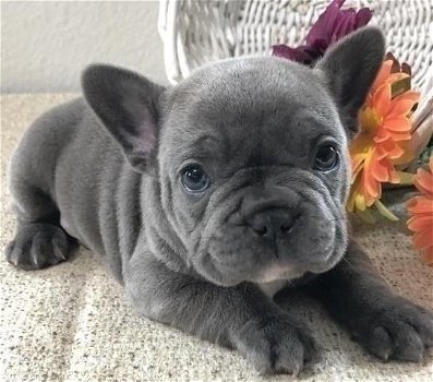 Super schattige Franse bulldog-pups - 0