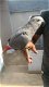 Leuke en mooie Afrikaanse grijze papegaaien te koop - 0 - Thumbnail