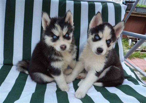 Zwart-witte Siberische Husky-puppy's - 0