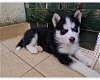 Zwart-witte Siberische Husky-puppy's - 1 - Thumbnail