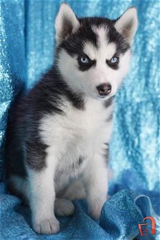 Zwart-witte Siberische Husky-puppy's - 2