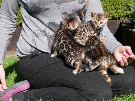 3 lindos gatitos de bengala listos ahora. - 0