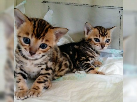 3 lindos gatitos de bengala listos ahora. - 0