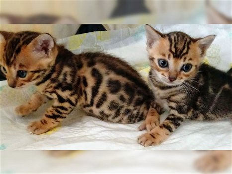 3 lindos gatitos de bengala listos ahora. - 0