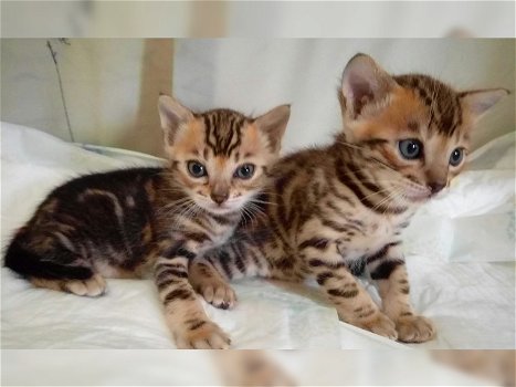 Mannelijke en vrouwelijke Bengaalse kittens hebben een nieuw thuis nodig. - 0