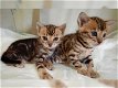 Mannelijke en vrouwelijke Bengaalse kittens hebben een nieuw thuis nodig. - 0 - Thumbnail