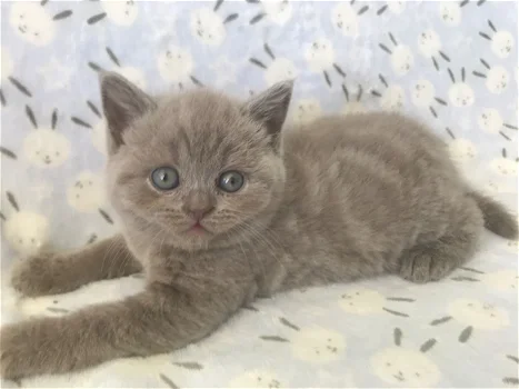 mannelijke en vrouwelijke Britse korthaar kittens nu beschikbaar - 0